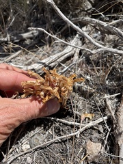 Aphyllon fasciculatum