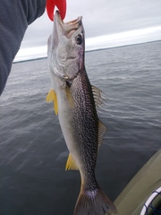 Cynoscion regalis