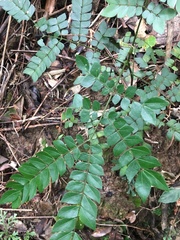 Archidendron clypearia