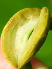 Puccinia sparganioidis