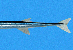 Keeltail Needlefish photo 3