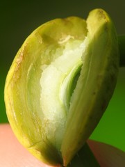 Puccinia sparganioidis