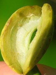 Puccinia sparganioidis