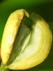 Puccinia sparganioidis