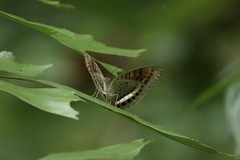 Tanaecia leucotaenia