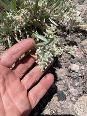 Oreocarya suffruticosa