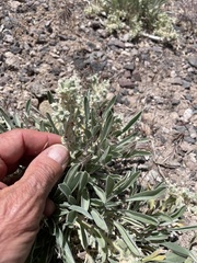 Oreocarya suffruticosa