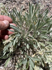 Oreocarya suffruticosa