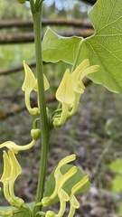 Aristolochia clematitis