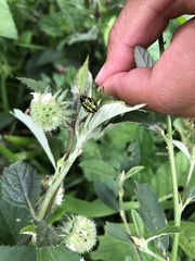 Calligrapha fulvipes