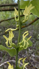 Aristolochia clematitis