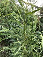 Salix petiolaris