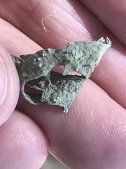 Ramalina leptocarpha