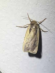 Ochropleura implecta