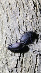Carabus