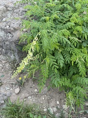 Sophora flavescens