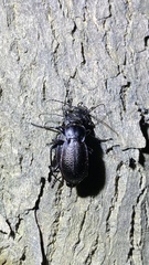 Carabus