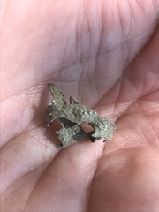 Ramalina leptocarpha