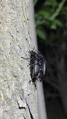 Carabus