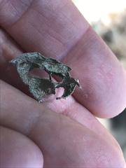 Ramalina leptocarpha