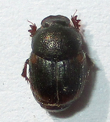 Onthophagus quadrimaculatus