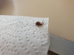 Araneae