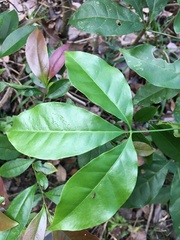 Melicope pteleifolia