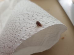 Araneae