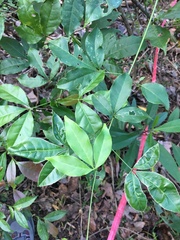 Melicope pteleifolia
