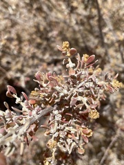 Grayia spinosa