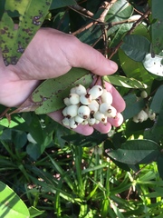 Syzygium wilsonii