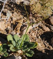 Eriogonum glandulosum