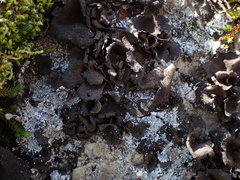 Umbilicaria polyphylla
