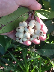 Syzygium wilsonii