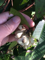 Syzygium wilsonii