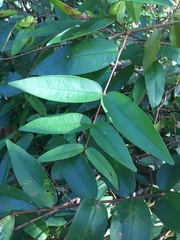 Syzygium wilsonii
