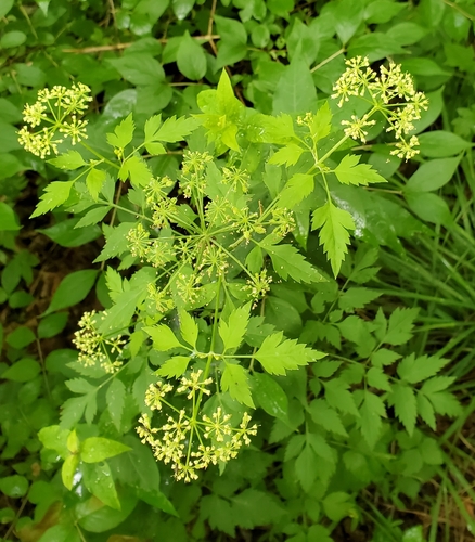 Image of Thaspium chapmanii by no rights reserved