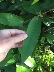 Syzygium wilsonii