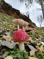 Amanita muscaria