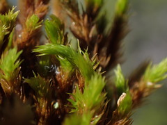 Grimmia ramondii