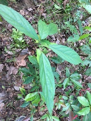 Clerodendrum cyrtophyllum