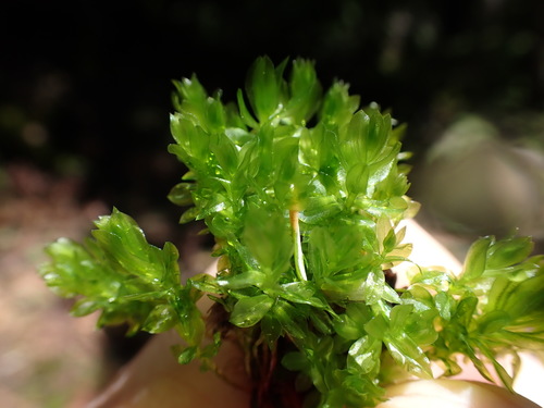 Image of Roell's Moss (Roellia roellii) by no rights reserved