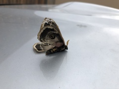 Agapema homogena