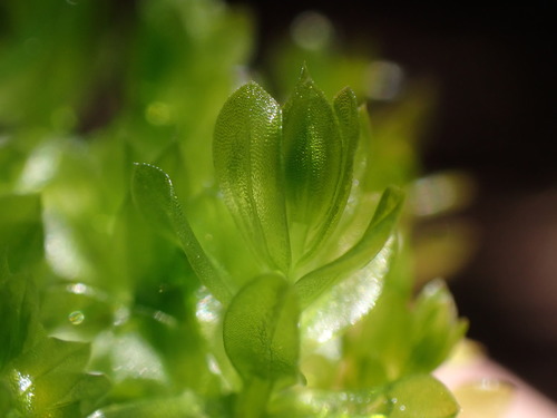 Image of Roellia roellii by no rights reserved
