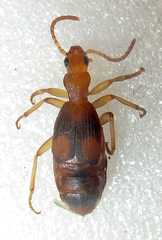Crepidogaster