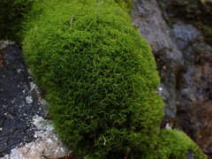 Distichium capillaceum