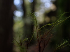 Distichium capillaceum