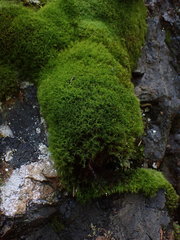 Distichium capillaceum