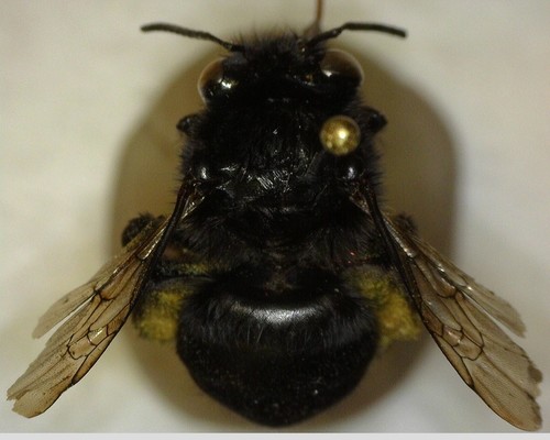 iNaturalist observation photo of Habropoda tristissima