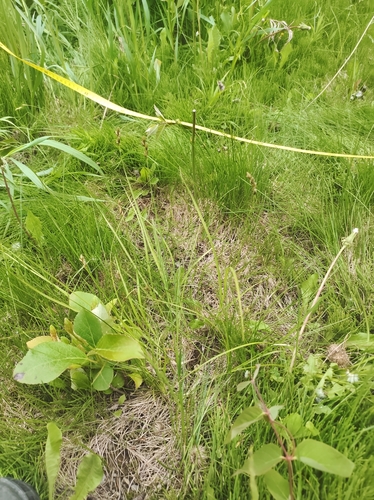 Image of Tinged Sedge (Carex tincta) by no rights reserved